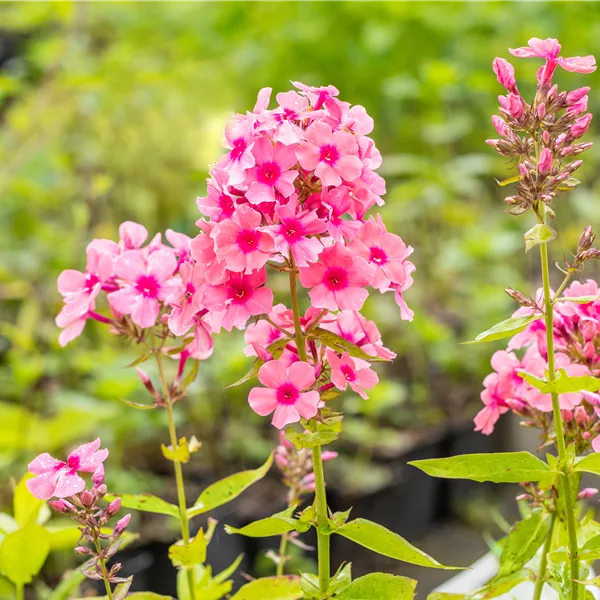 Phlox paniculata 'Miss Pepper'
