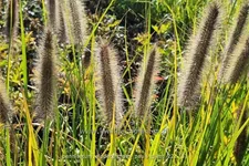 Pennisetum alopecuroides 'Pauls Giant'