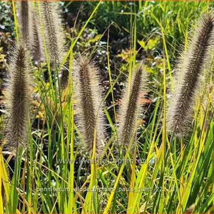 Pennisetum alopecuroides 'Pauls Giant'