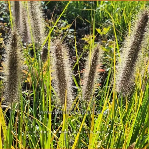 Pennisetum alopecuroides 'Pauls Giant'