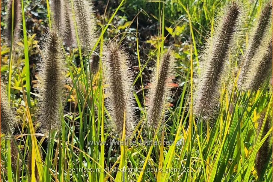 Pennisetum alopecuroides 'Pauls Giant'