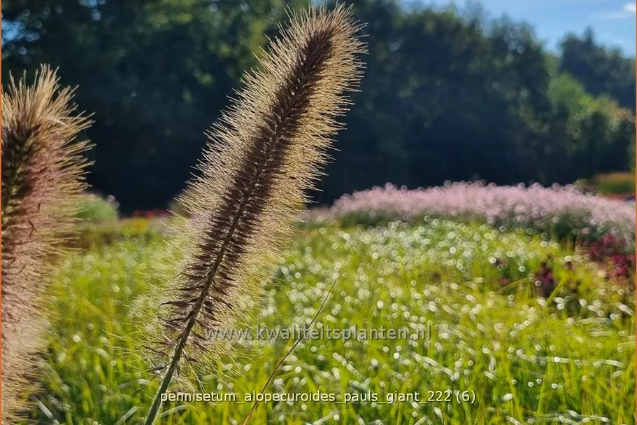 Pennisetum alopecuroides 'Pauls Giant'