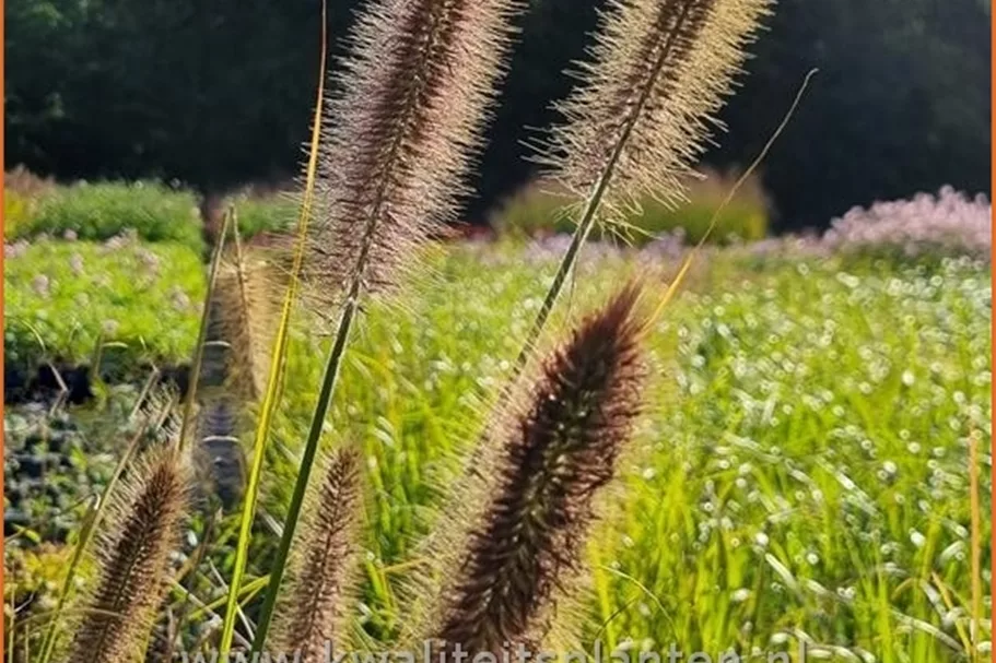 Pennisetum alopecuroides 'Pauls Giant'