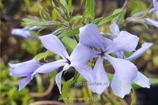 Phlox divaricata