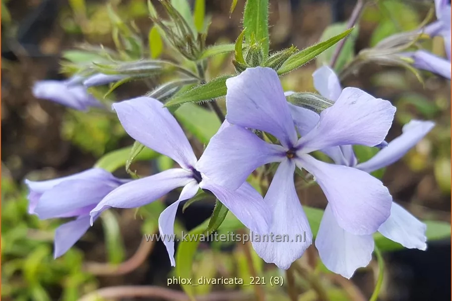 Phlox divaricata