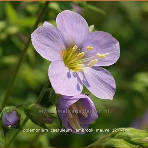 Polemonium caeruleum 'Lambrook Mauve'