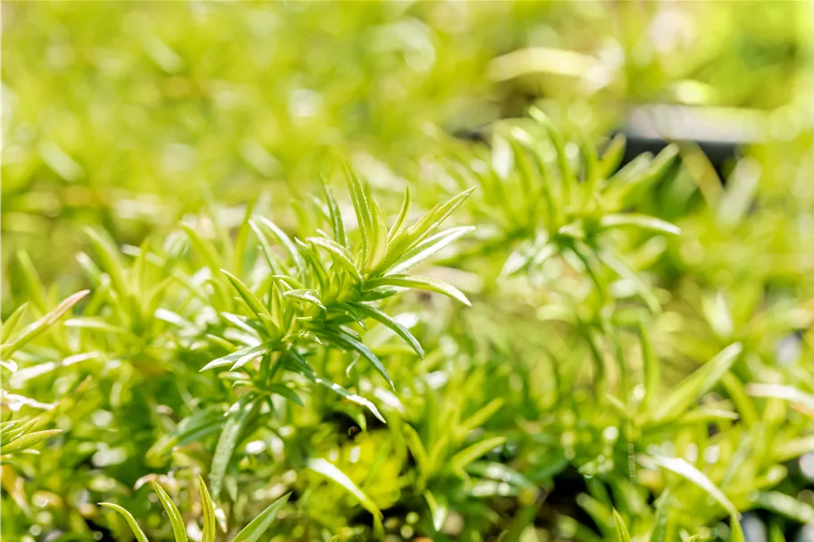 Phlox subulata 'Moerheimii'
