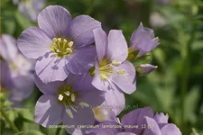 Polemonium caeruleum 'Lambrook Mauve'