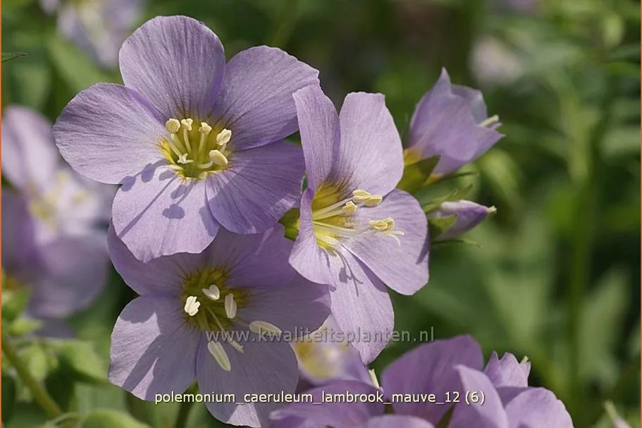 Polemonium caeruleum 'Lambrook Mauve'