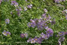 Polemonium caeruleum 'Lambrook Mauve'
