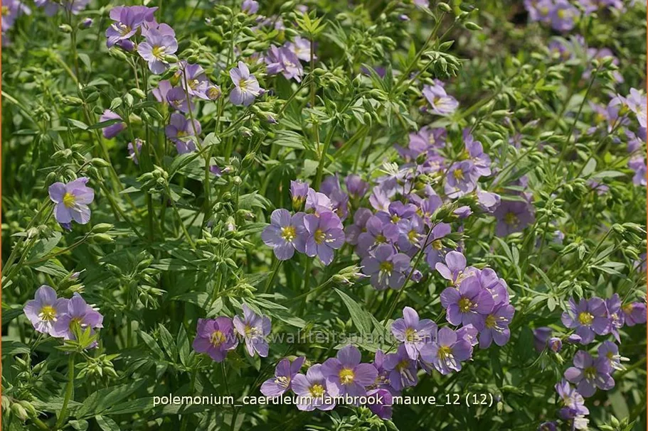 Polemonium caeruleum 'Lambrook Mauve'
