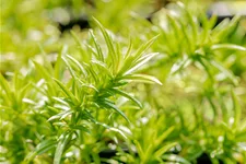 Phlox subulata 'Moerheimii'