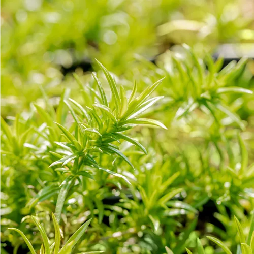 Phlox subulata 'Moerheimii'