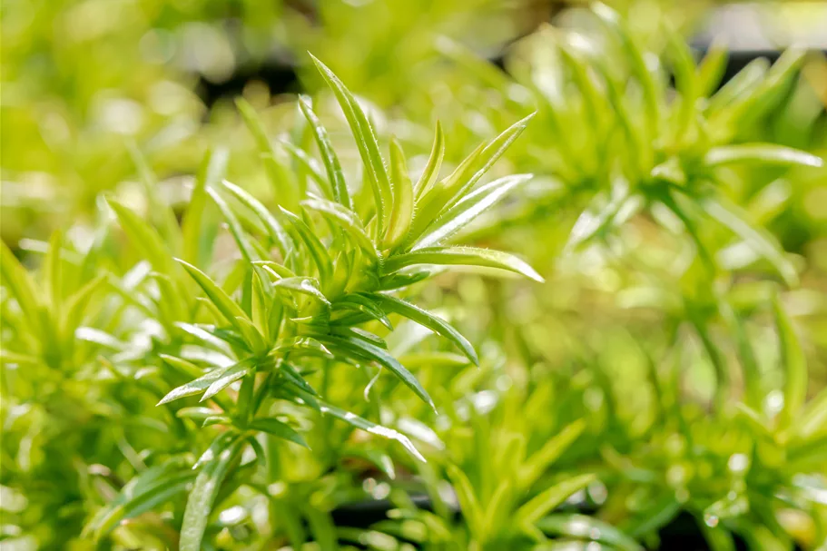 Phlox subulata 'Moerheimii'