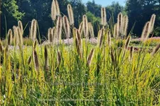 Pennisetum alopecuroides 'Pauls Giant'