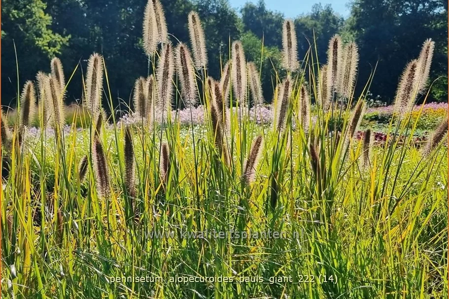 Pennisetum alopecuroides 'Pauls Giant'