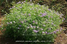 Polemonium caeruleum 'Lambrook Mauve'