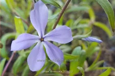 Phlox divaricata