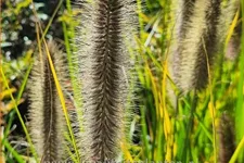Pennisetum alopecuroides 'Pauls Giant'