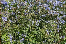 Polemonium reptans 'Blue Pearl'