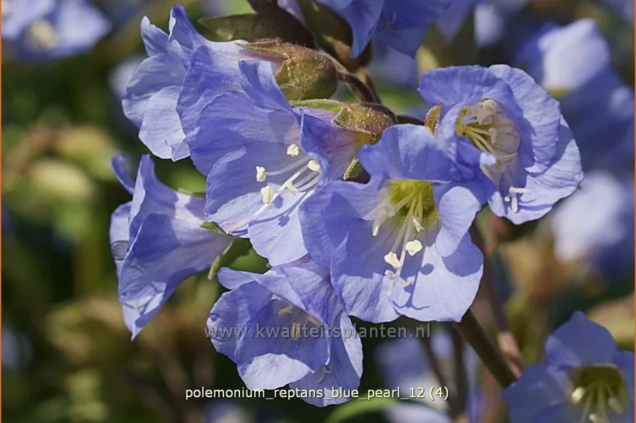 Polemonium reptans 'Blue Pearl'