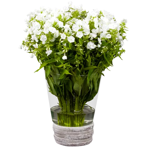 Phlox divaricata