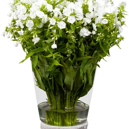 Phlox divaricata