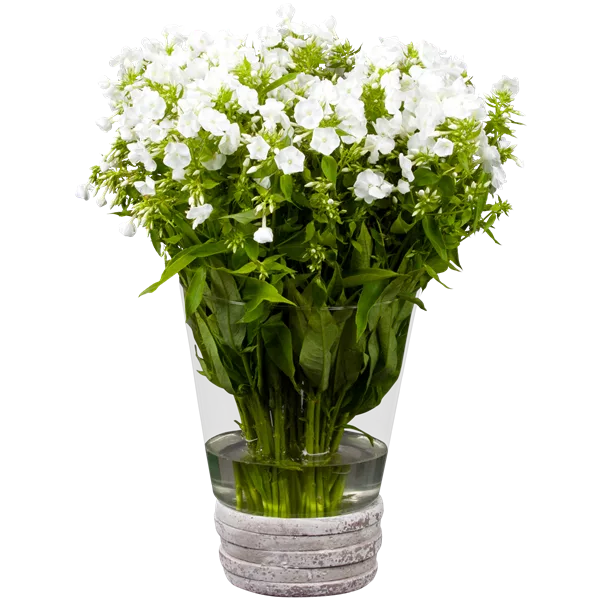 Phlox divaricata