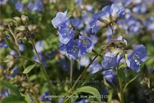 Polemonium reptans 'Blue Pearl'