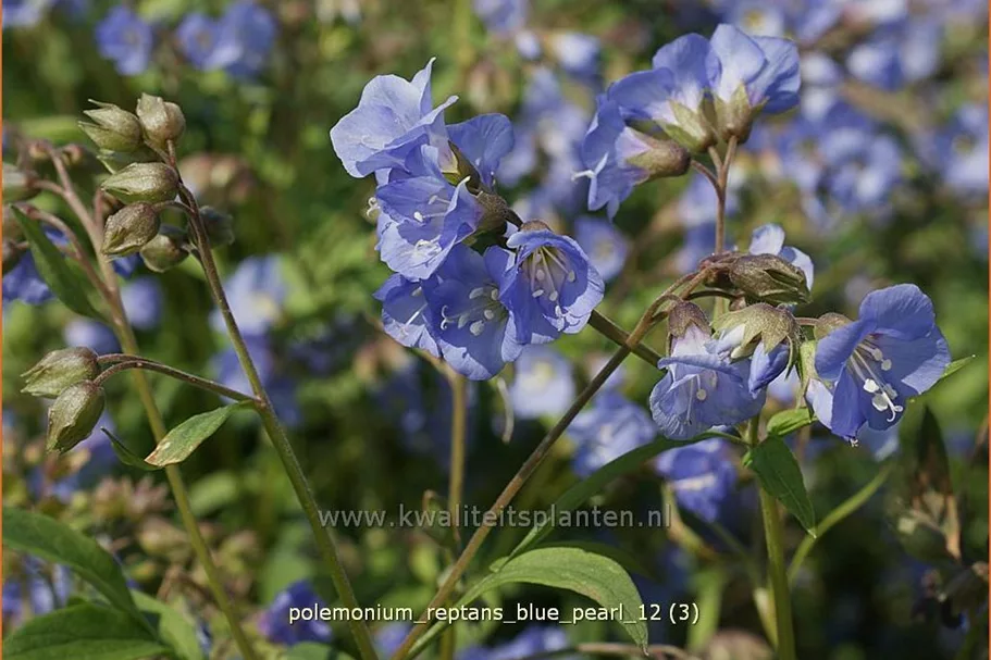 Polemonium reptans 'Blue Pearl'
