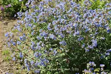 Polemonium reptans 'Blue Pearl'