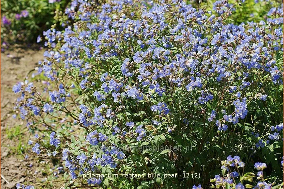 Polemonium reptans 'Blue Pearl'