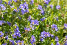 Polemonium reptans 'Blue Pearl'