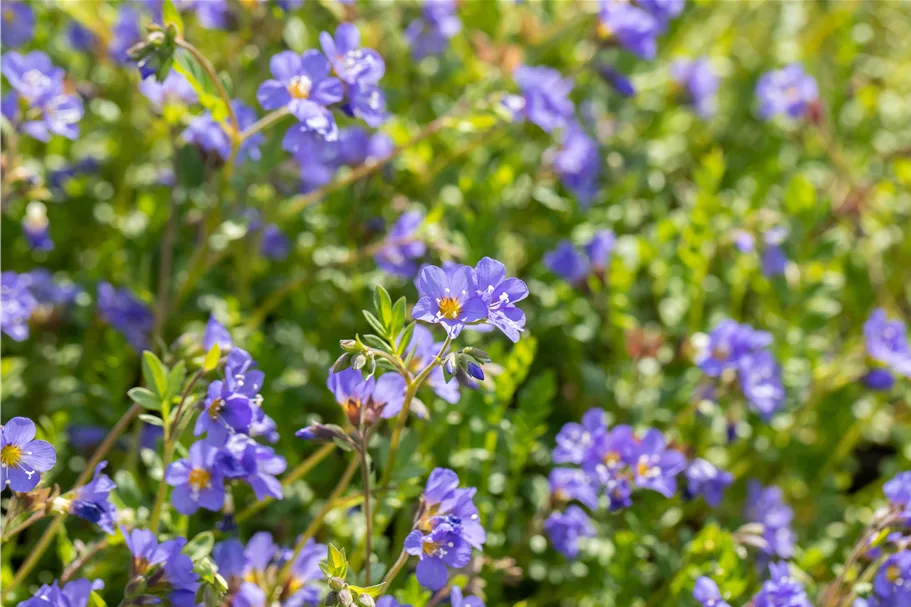 Polemonium reptans 'Blue Pearl'