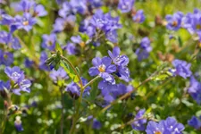 Polemonium reptans 'Blue Pearl'