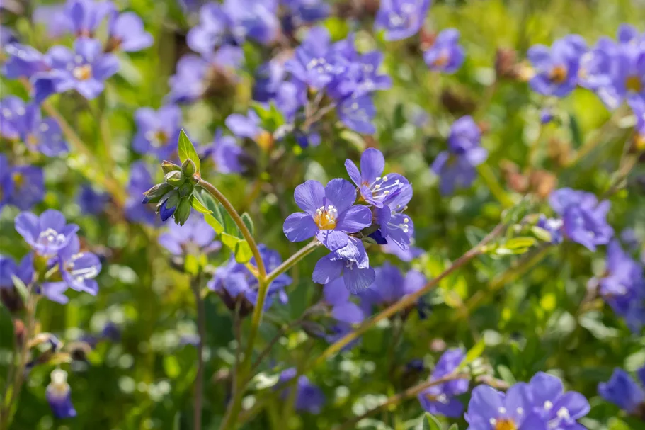 Polemonium reptans 'Blue Pearl'