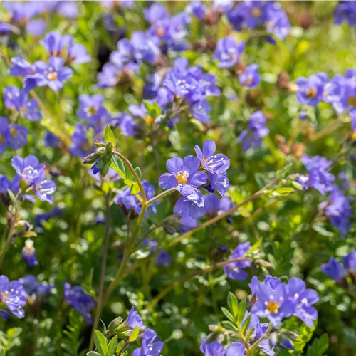 Polemonium reptans 'Blue Pearl'