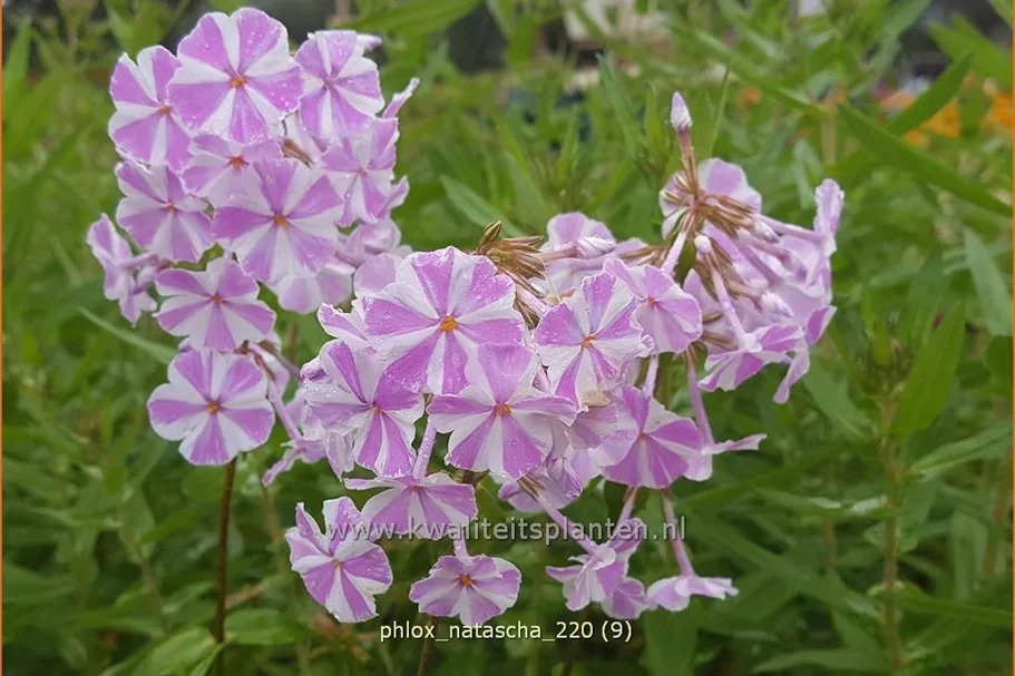 Phlox carolina 'Natascha'