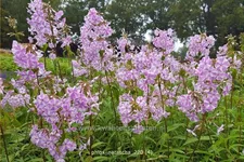 Phlox carolina 'Natascha'