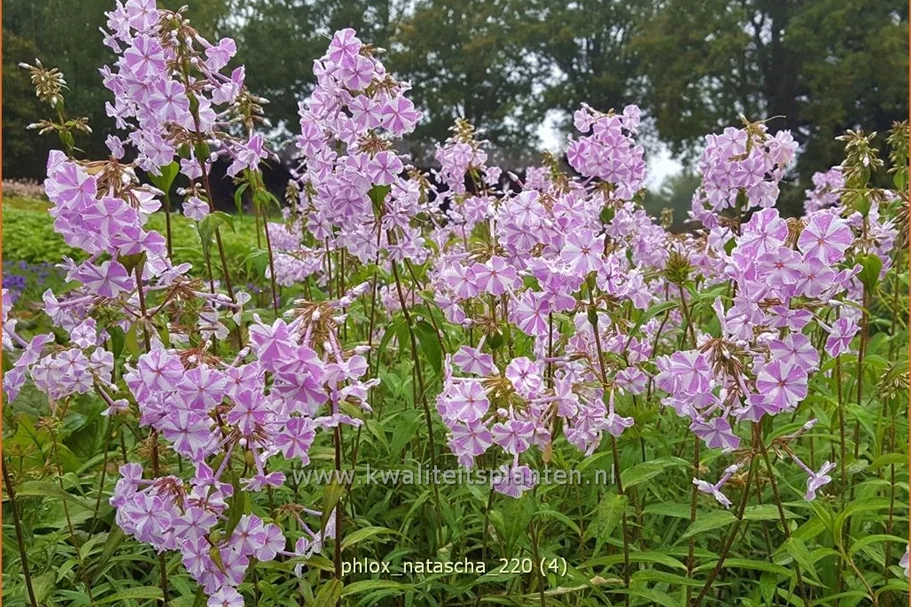 Phlox carolina 'Natascha'