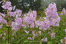 Phlox carolina 'Natascha'
