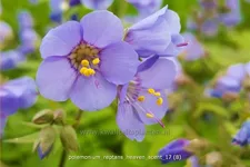 Polemonium reptans 'Heaven Scent'
