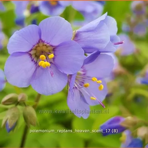 Polemonium reptans 'Heaven Scent'