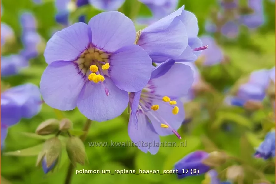 Polemonium reptans 'Heaven Scent'