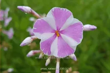 Phlox carolina 'Natascha'