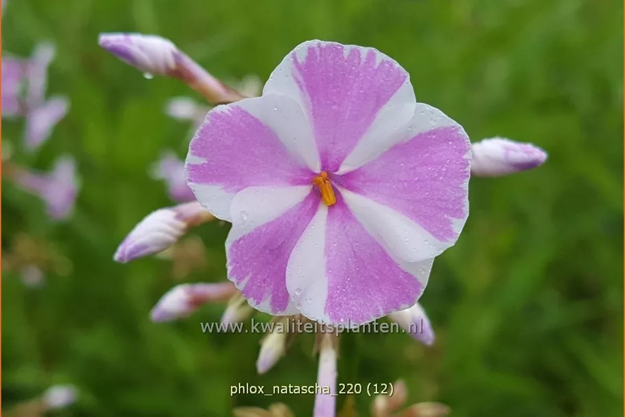 Phlox carolina 'Natascha'