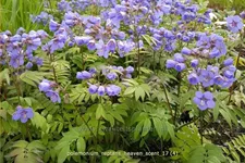 Polemonium reptans 'Heaven Scent'