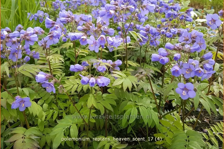 Polemonium reptans 'Heaven Scent'
