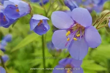 Polemonium reptans 'Heaven Scent'