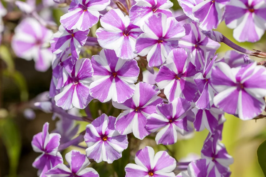 Phlox carolina 'Natascha'